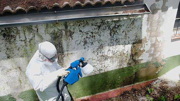 Top rated local Mold Removal specialists in The Colony, TX